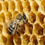 کاربرد موم زنبور عسل در لوازم آرایشی