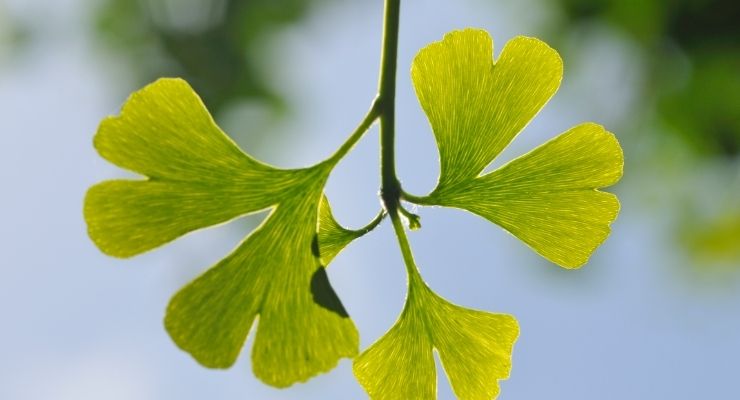 فواید جینکو بیلوبا برای رشد مجدد مو